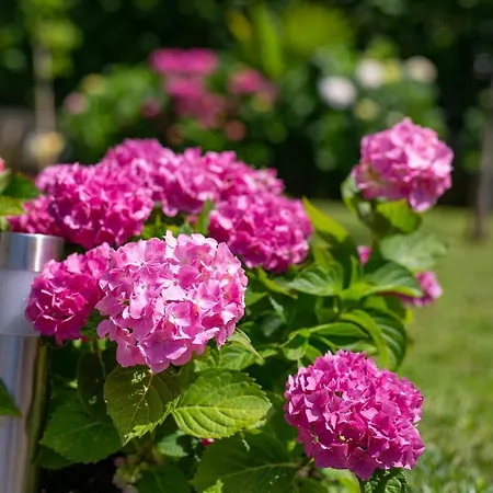 Lägenhet Jele Malinska