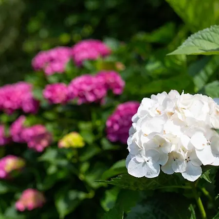 Jele 아파트 말린스카