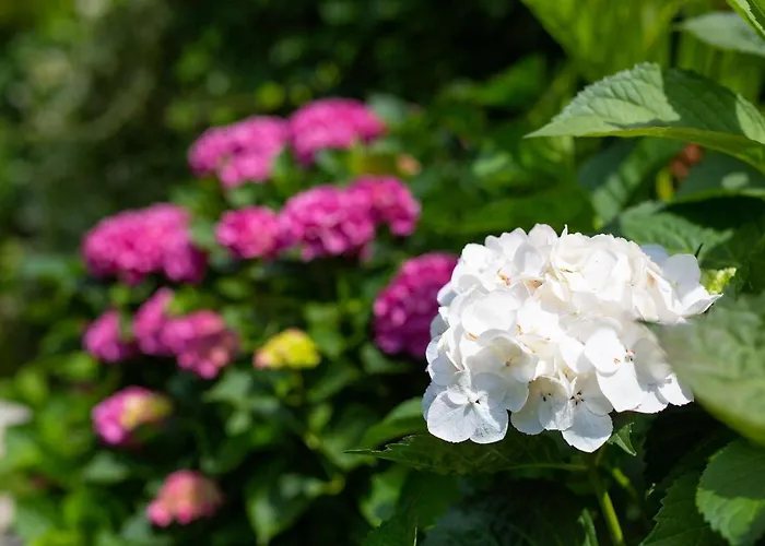 Jele Apartman Malinska